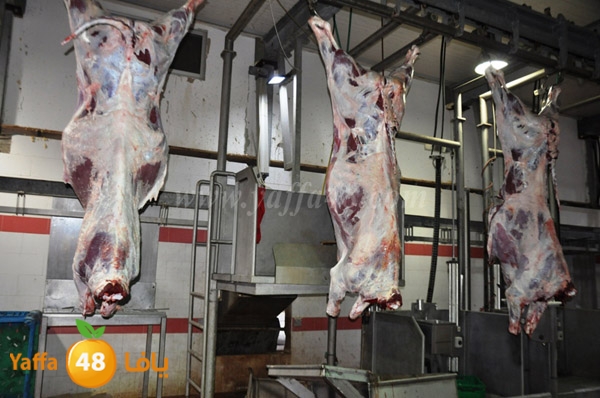 Jam3iya la7m3n (39).JPG